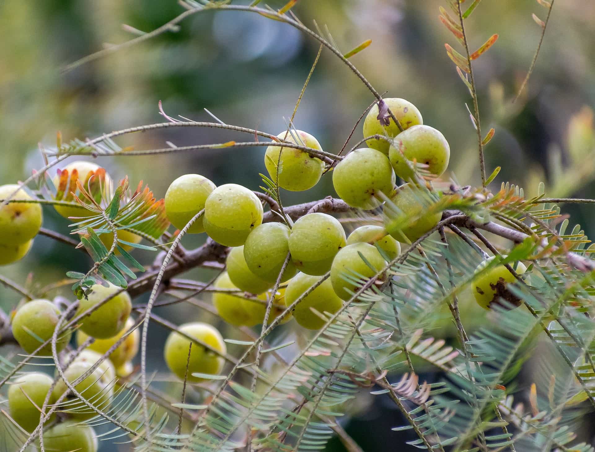 amla fruit