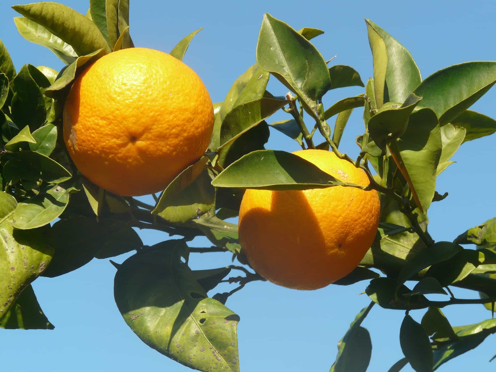 malta fruit