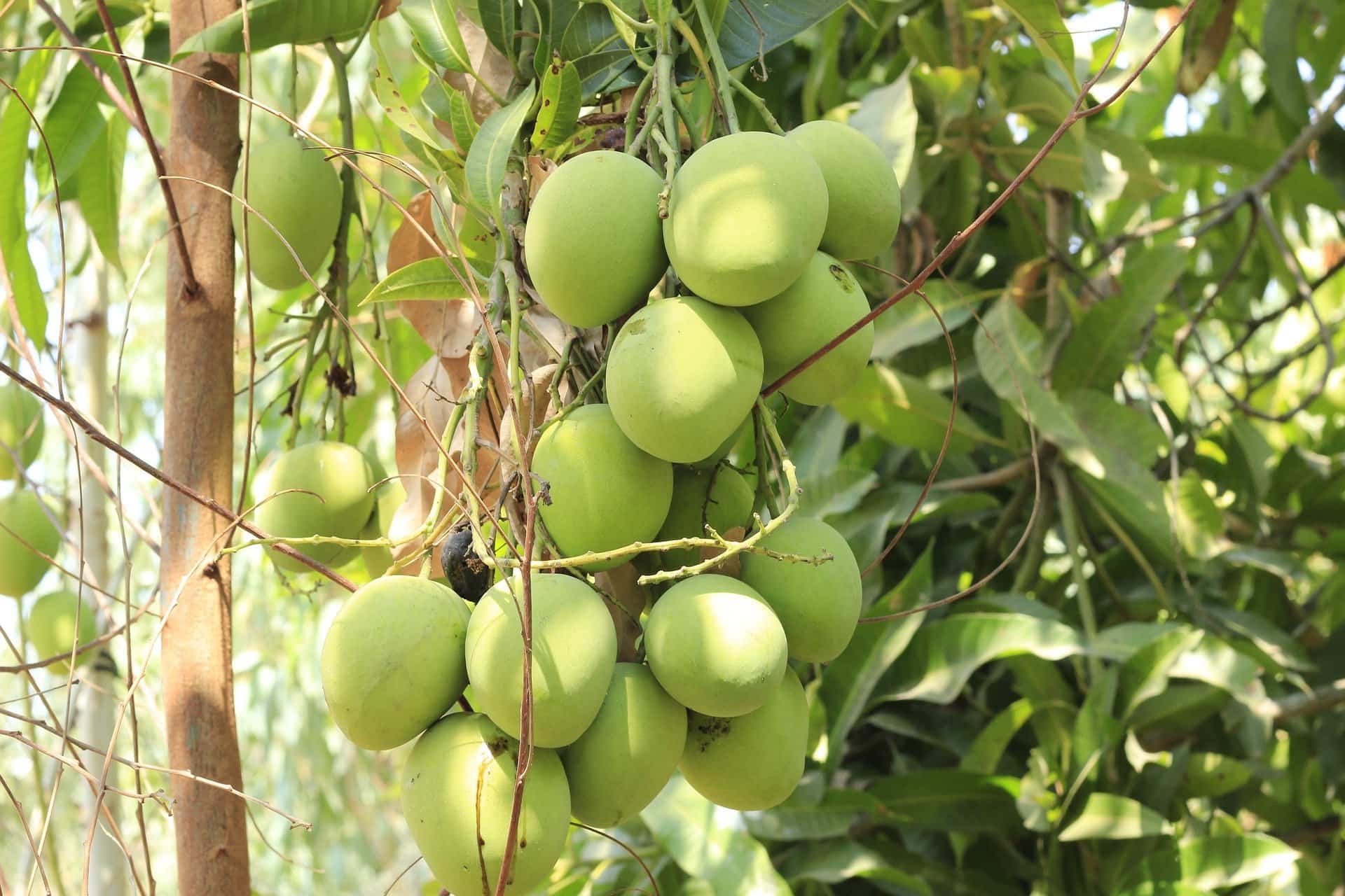 mango tree