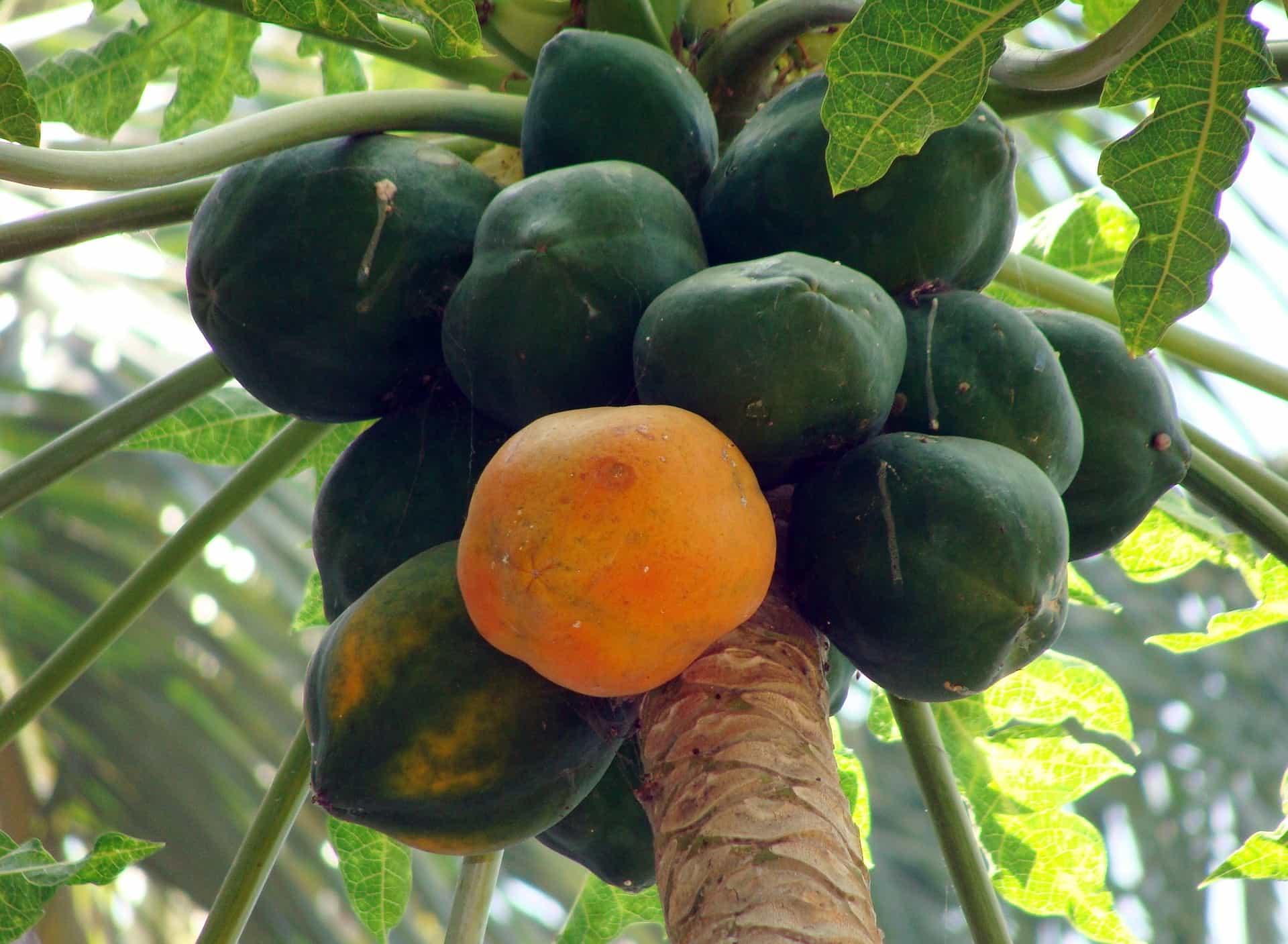 papaya fruit